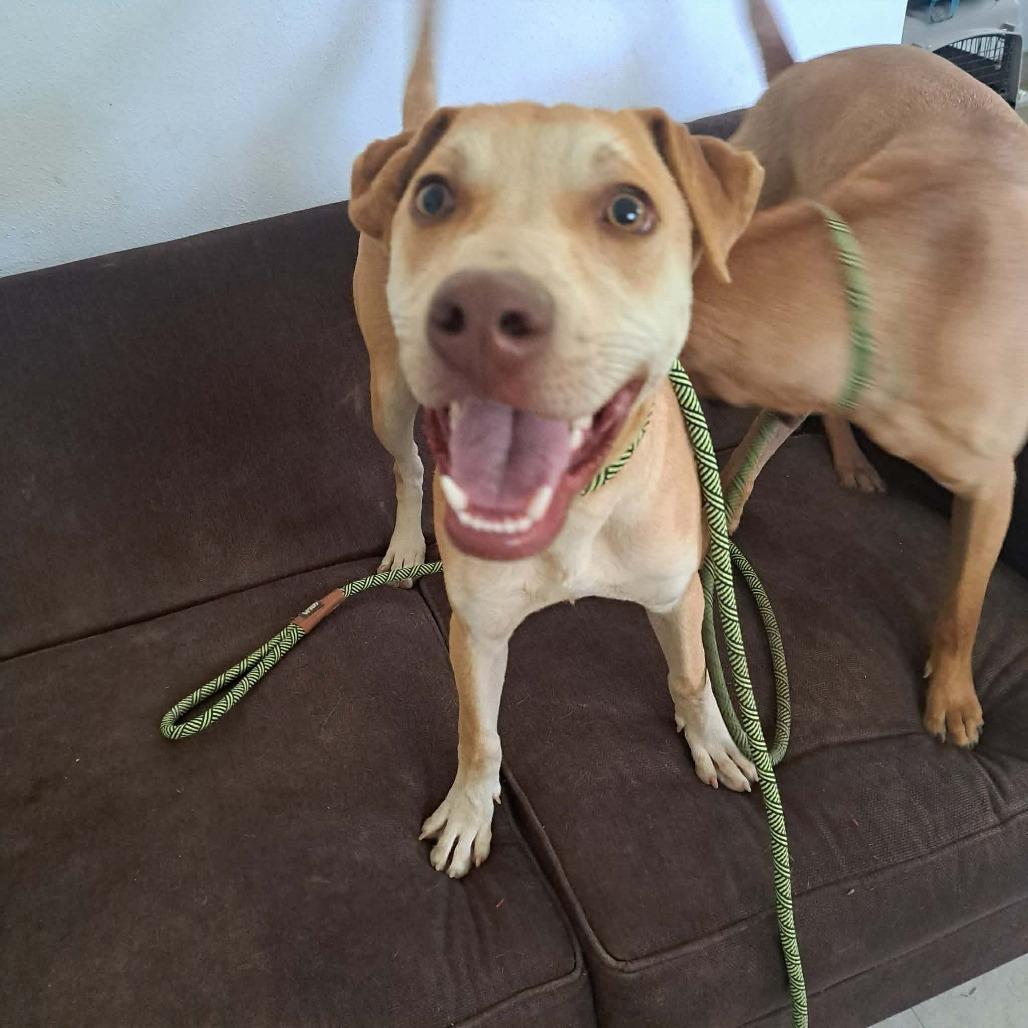 Frodo, a Adoptable mixed breed in Bend, OR image 4/6