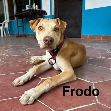 Frodo, a Adoptable mixed breed in Bend, OR image 5/6