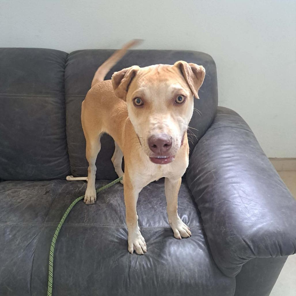 Frodo, a Adoptable mixed breed in Bend, OR image 6/6