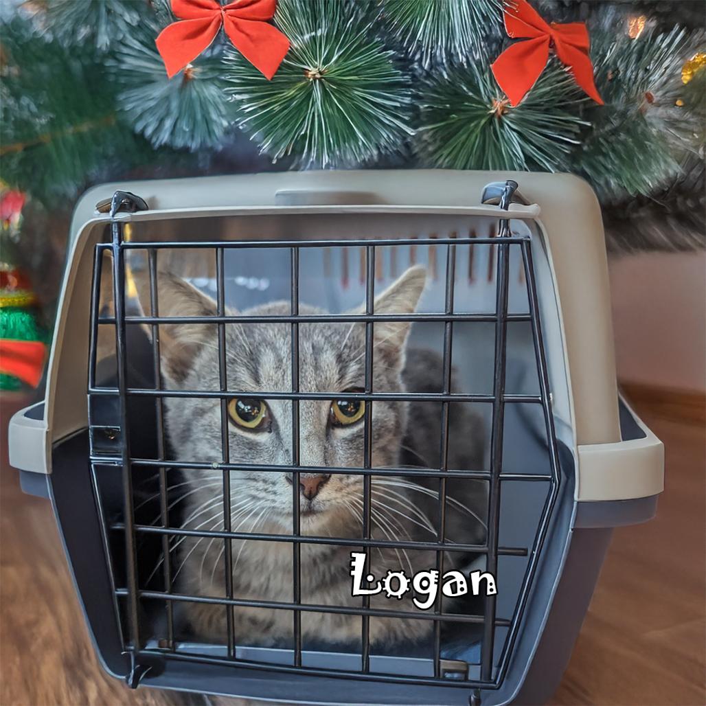 Logan (FeLV+), Adoptable, Adult Male Domestic Short Hair.