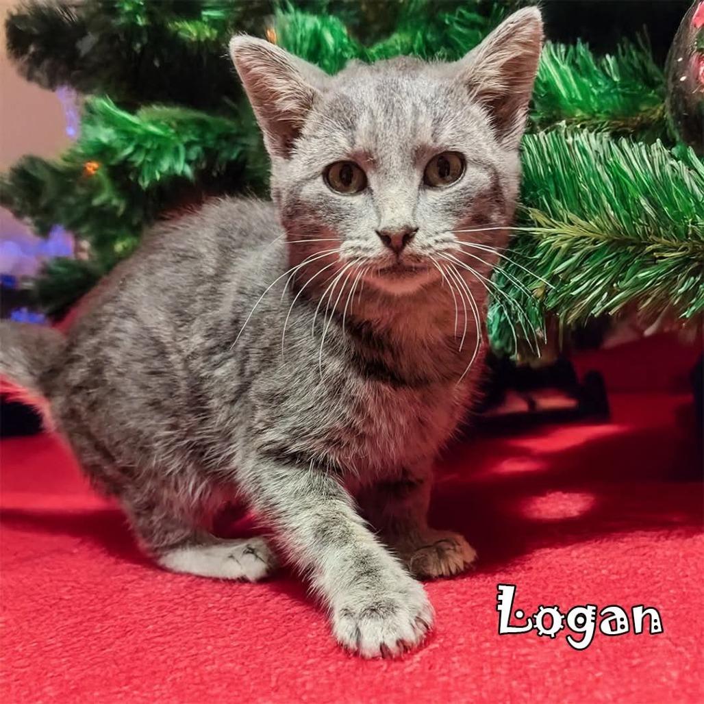 Enlarge Logan (FeLV+), a Adoptable Domestic Short Hair in Carmel, IN image 2/3