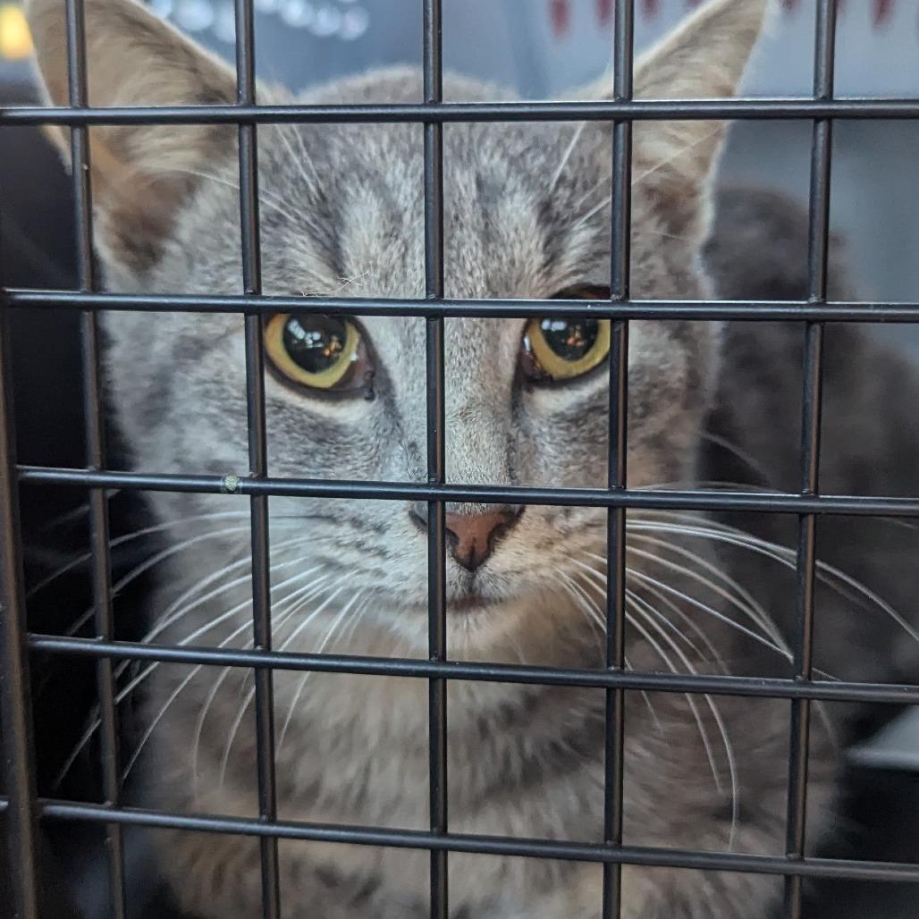 Enlarge Logan (FeLV+), a Adoptable Domestic Short Hair in Carmel, IN image 3/3