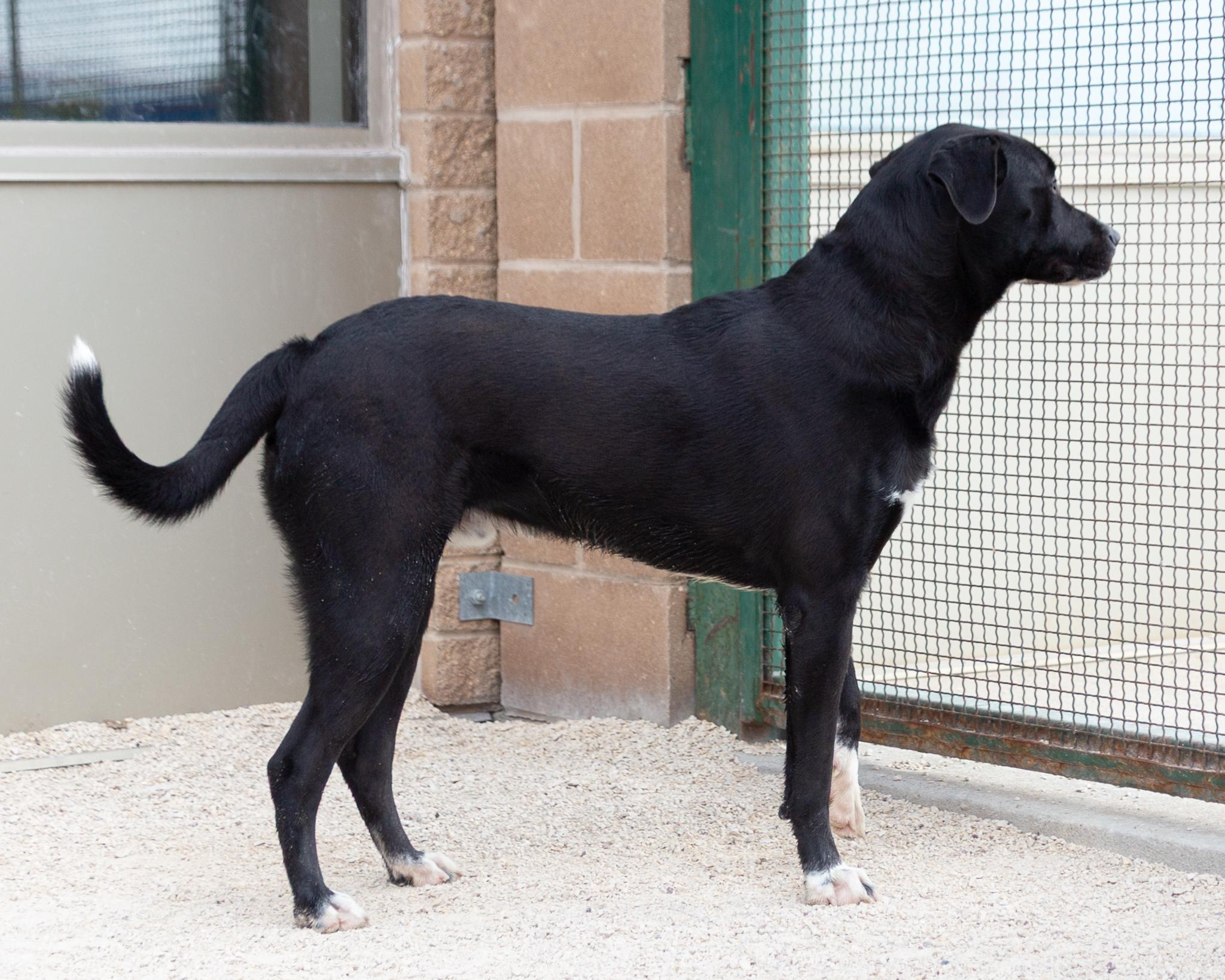 Stark, an adoptable Black Labrador Retriever in Winnipeg, MB, R3E 3N8 | Photo Image 2