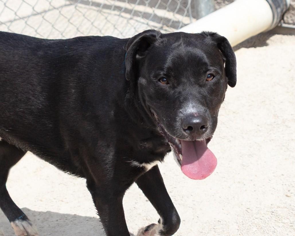 Stark, an adoptable Black Labrador Retriever in Winnipeg, MB, R3E 3N8 | Photo Image 1