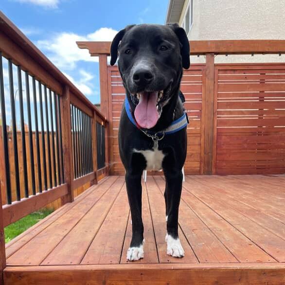 Stark, an adoptable Black Labrador Retriever in Winnipeg, MB, R3E 3N8 | Photo Image 4