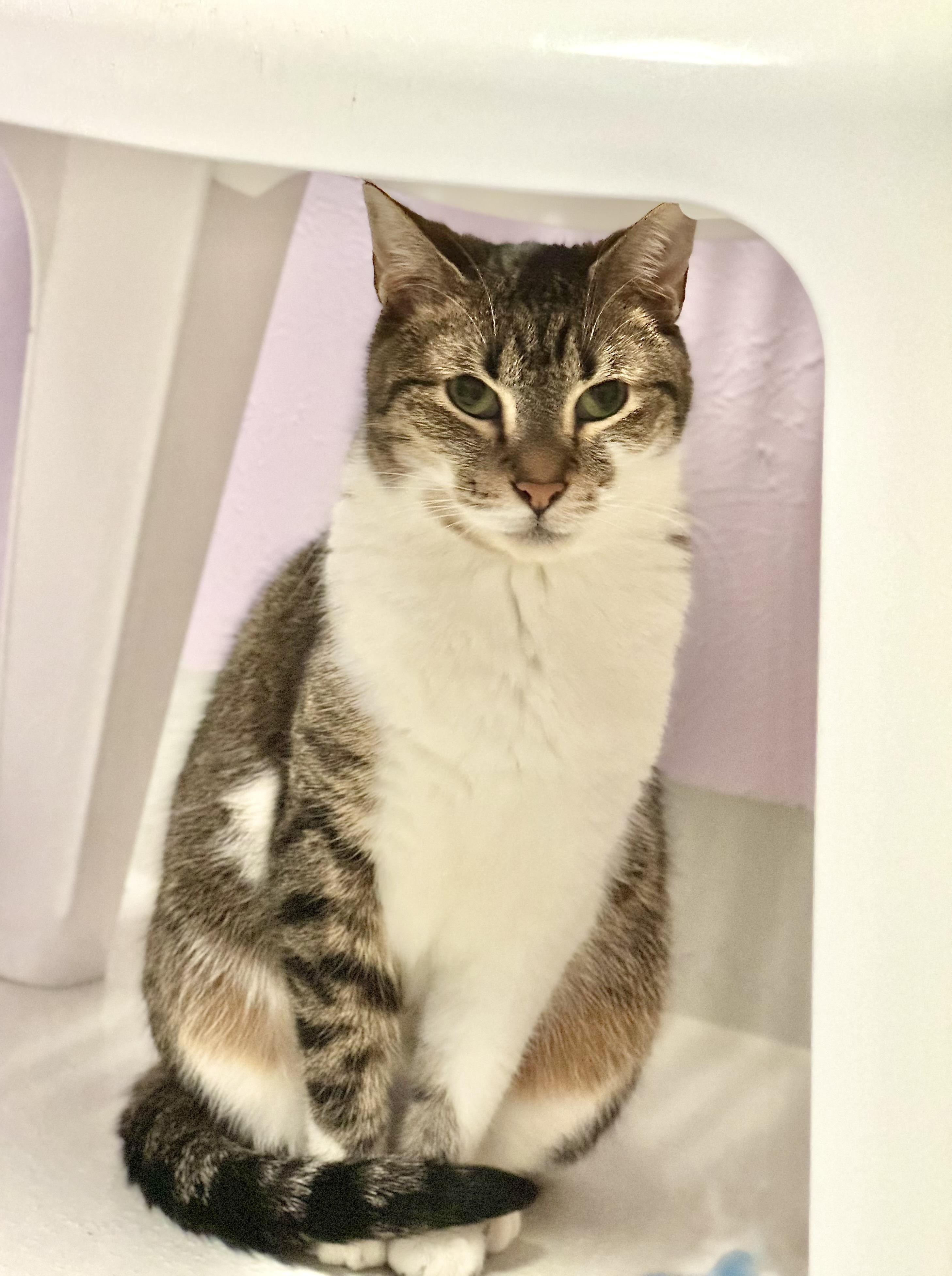 Enlarge Miko, a Adoptable mixed breed in Lakewood, CO image 1/6