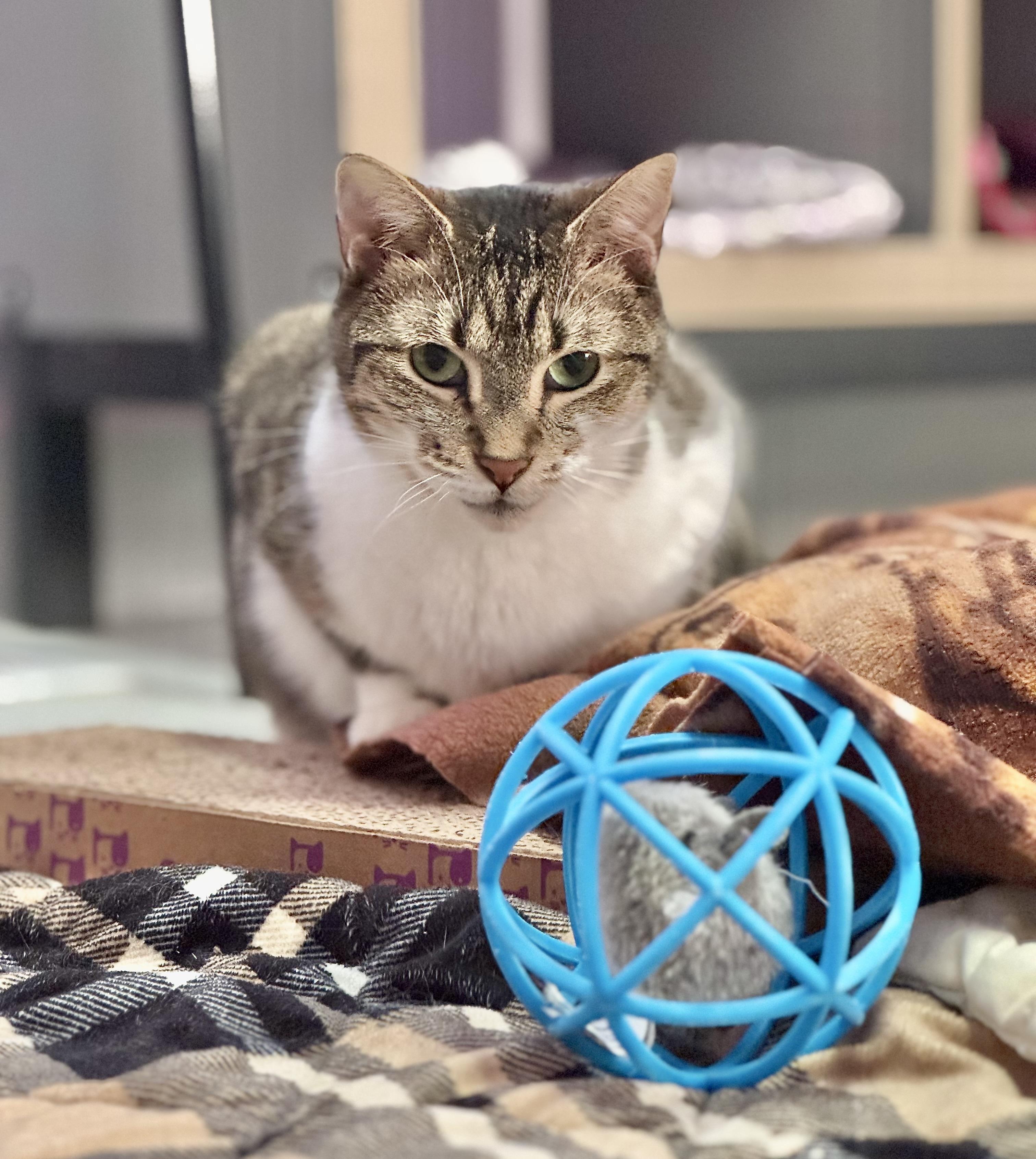 Enlarge Miko, a Adoptable mixed breed in Lakewood, CO image 3/6