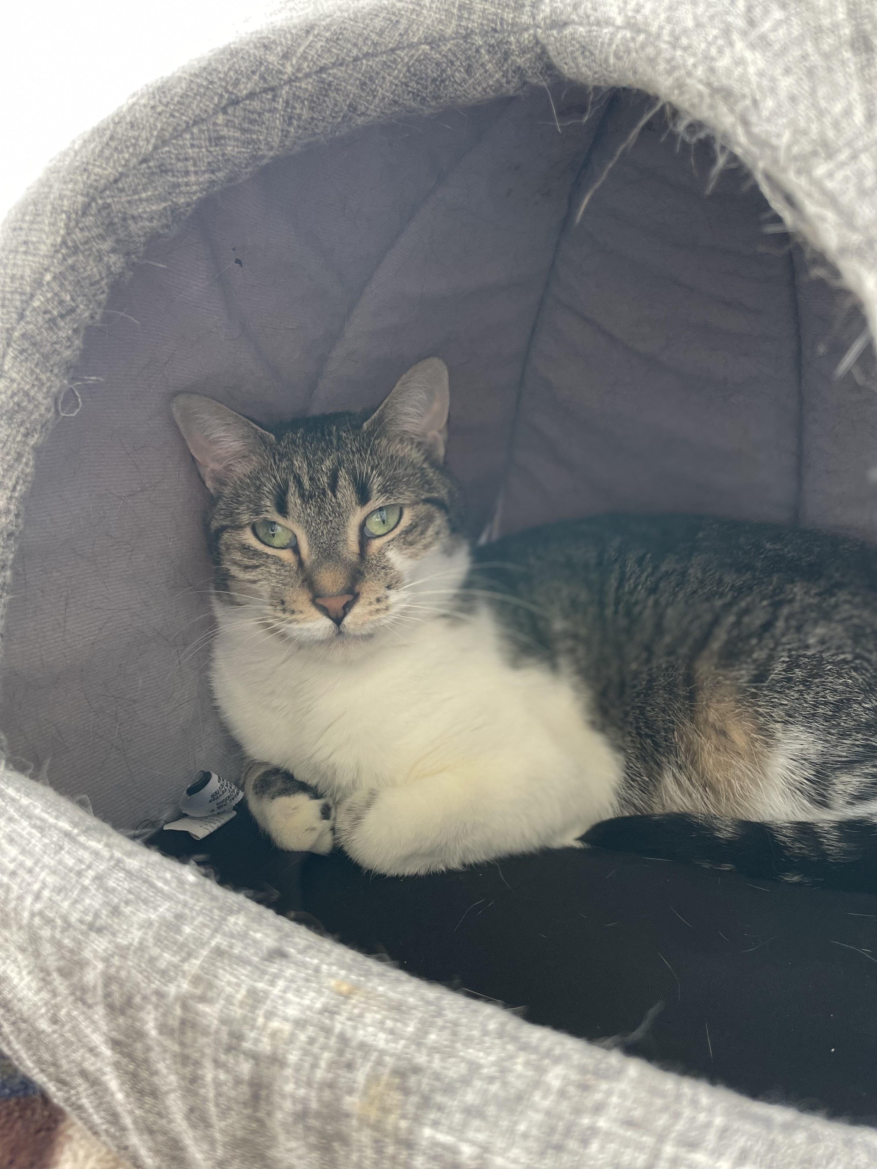 Enlarge Miko, a Adoptable mixed breed in Lakewood, CO image 6/6