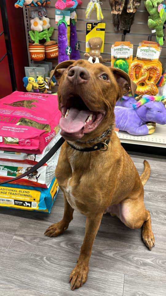 Enlarge Reese, a Adoptable mixed breed in GUELPH, ON image 1/2