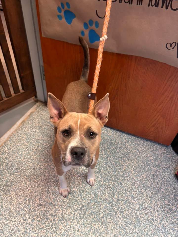 Enlarge Daisy, a Adoptable mixed breed in Stillwater, OK image 2/3