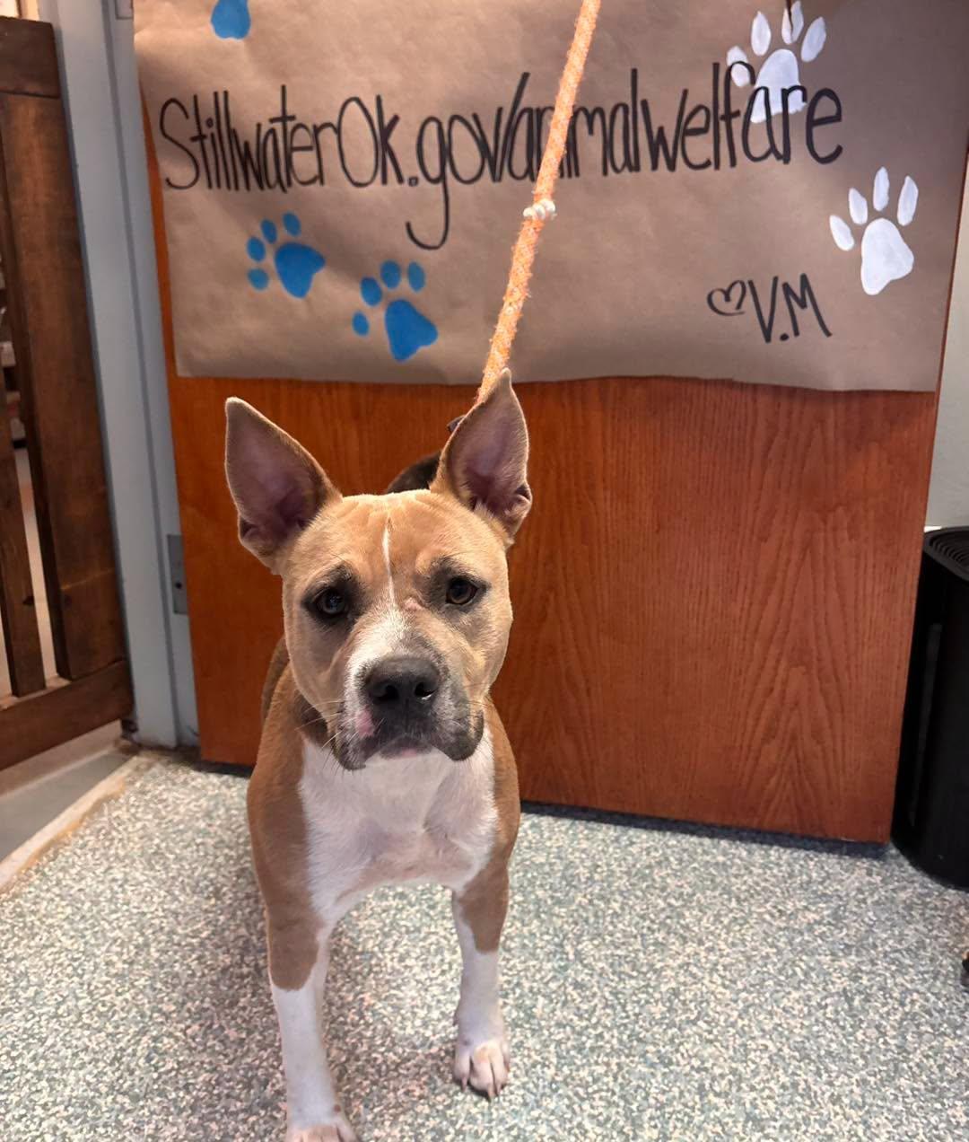 Daisy, Adoptable, Adult Female Pit Bull Terrier.