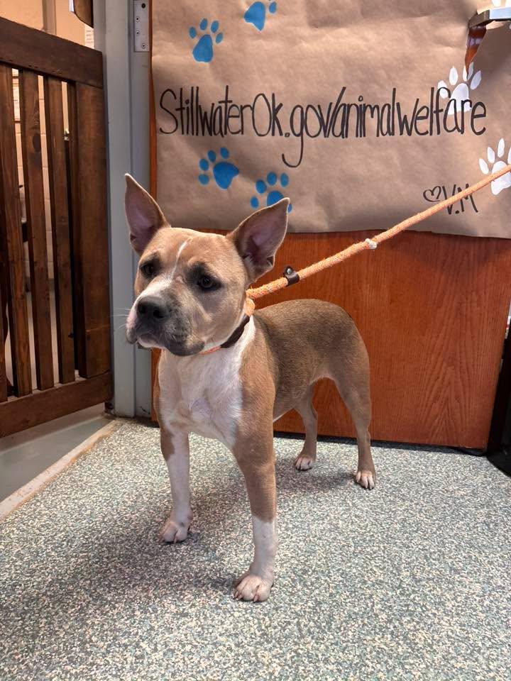 Enlarge Daisy, a Adoptable mixed breed in Stillwater, OK image 3/3