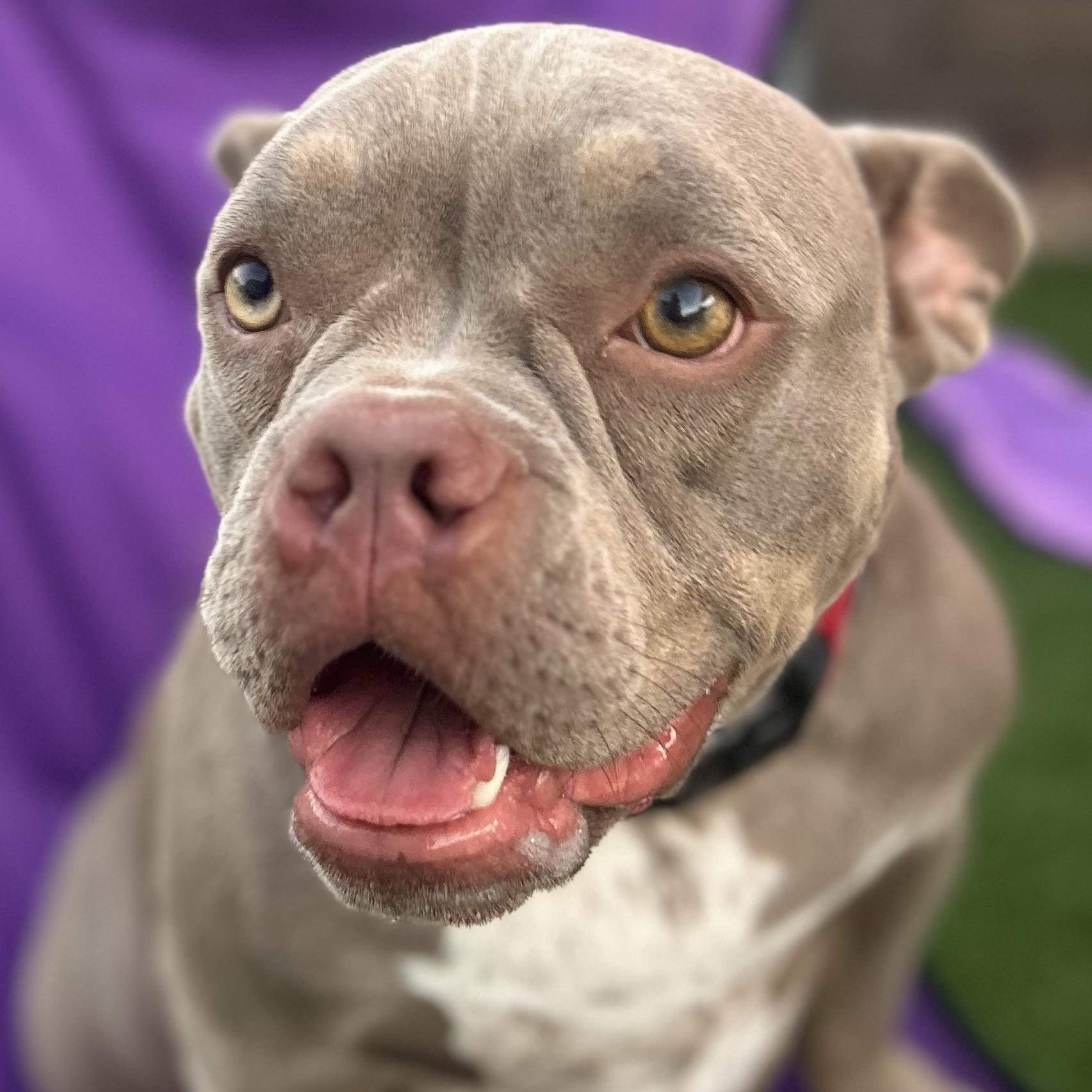 Fig, a Adoptable American Bully in Citrus Heights, CA image 4/6