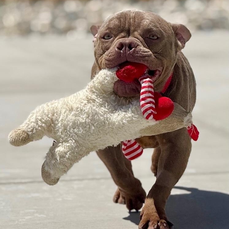 Fig, a Adoptable American Bully in Citrus Heights, CA image 5/6