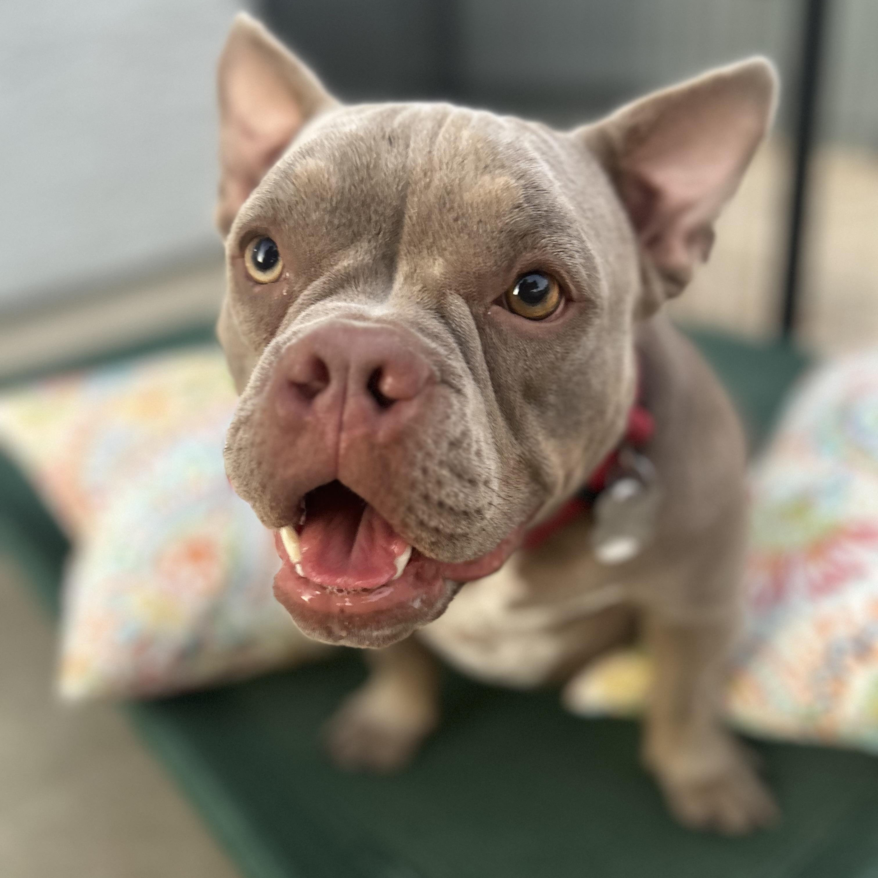 Fig, a Adoptable American Bully in Citrus Heights, CA image 1/6
