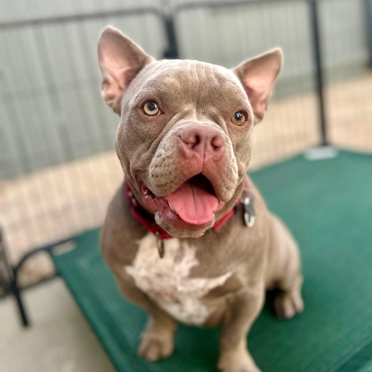 Enlarge Fig, a Adoptable American Bully in Citrus Heights, CA image 1/6
