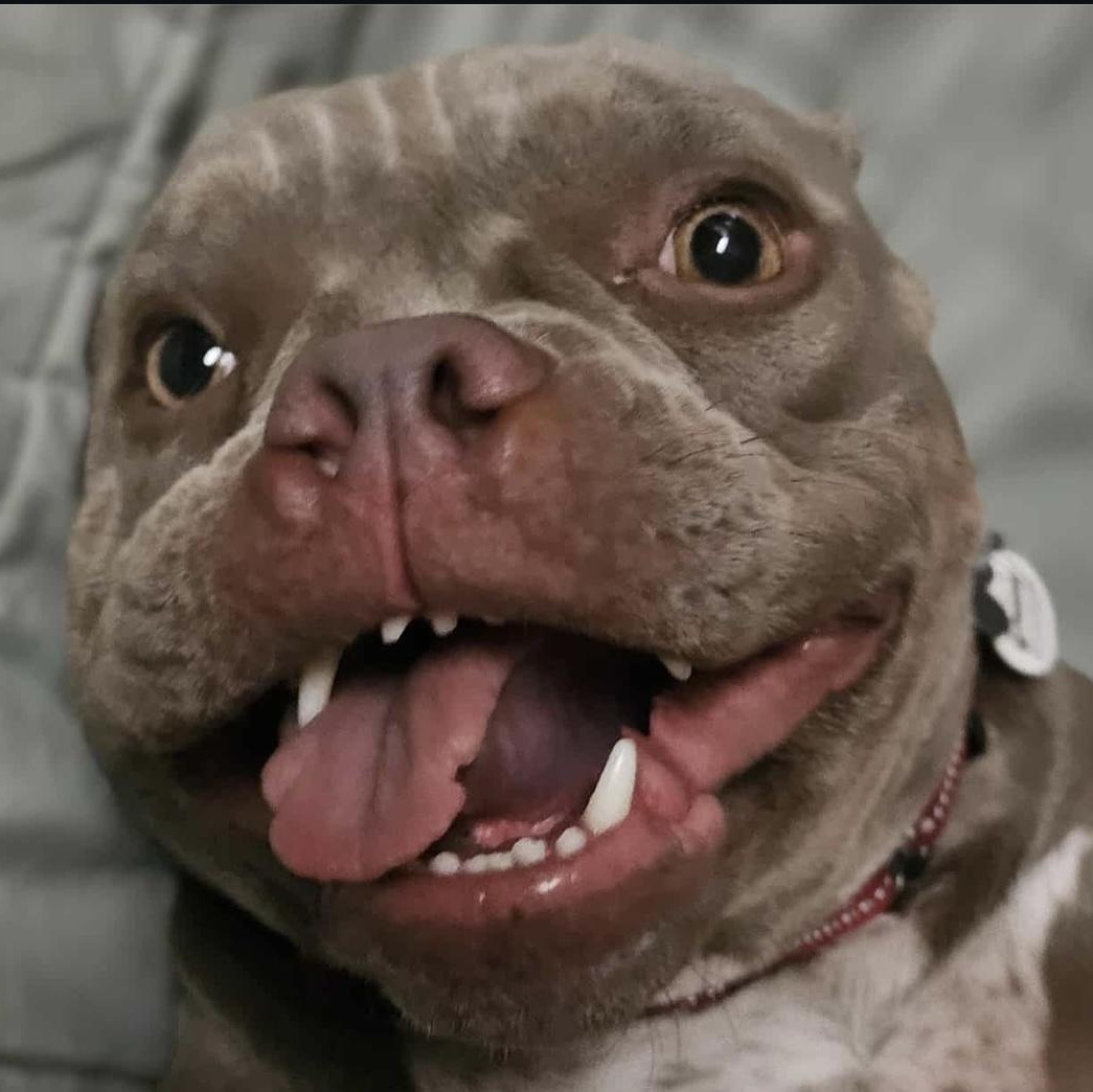 Fig, a Adoptable American Bully in Citrus Heights, CA image 2/6