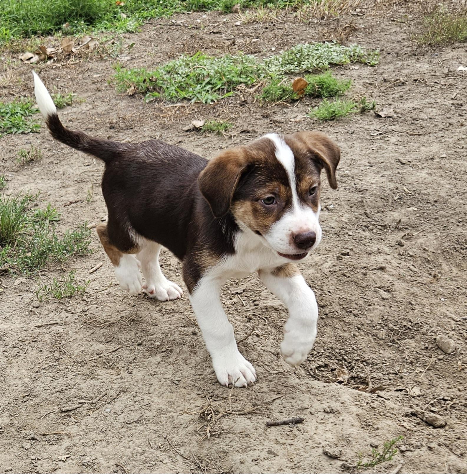 Enlarge Brooks, an adopted mixed breed in Sioux City, IA image 5/5