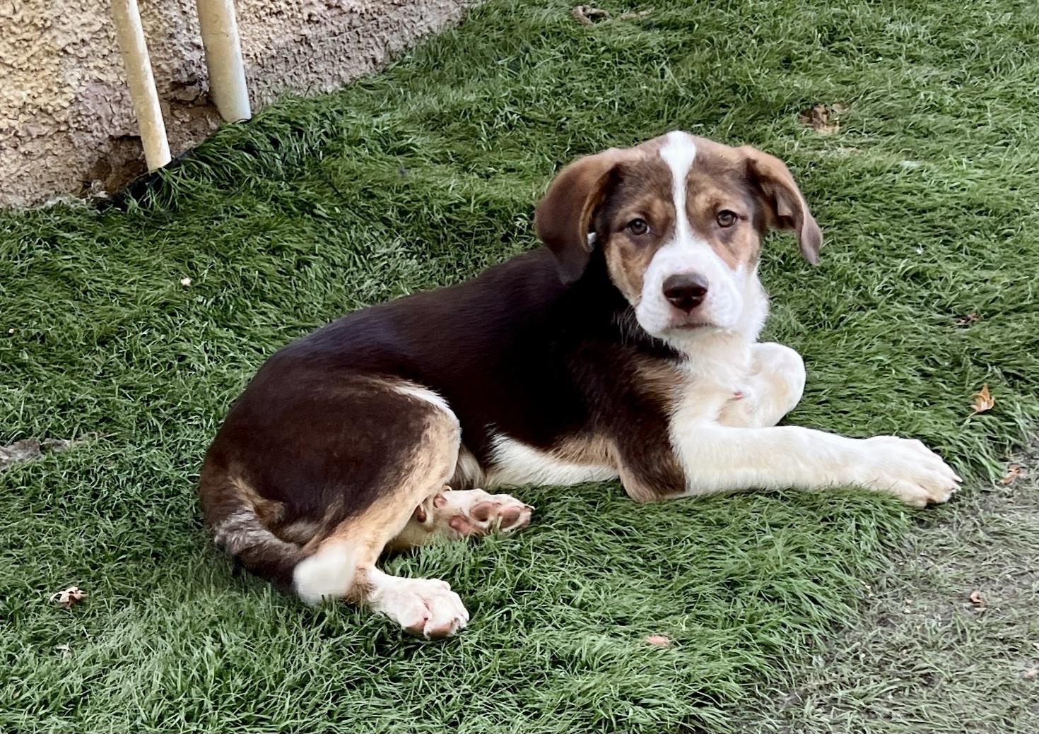 Brooks, adopted, Puppy Male Great Pyrenees & Australian Cattle Dog / Blue Heeler.