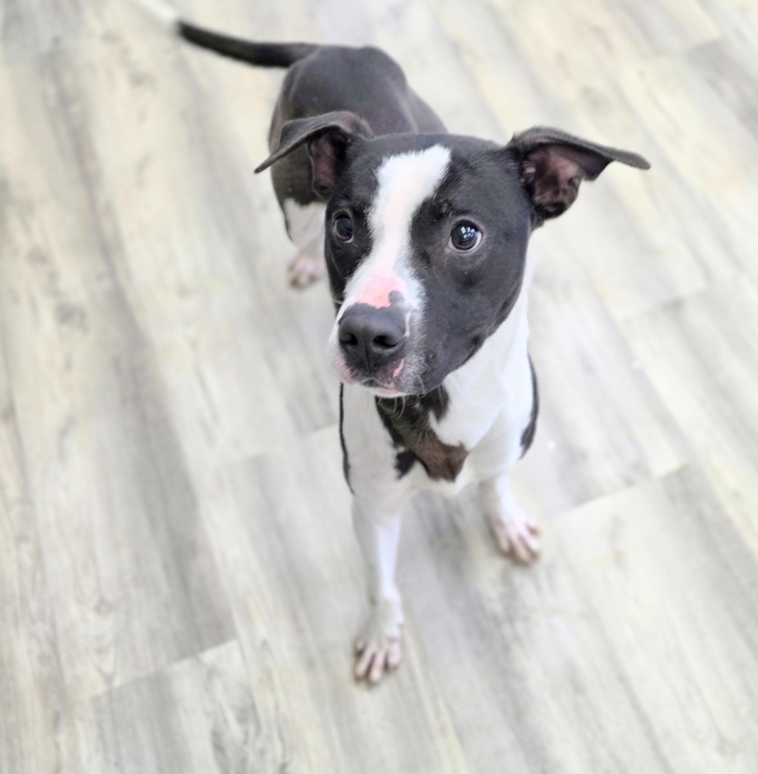 Enlarge Banks, a ADOPTABLE Mixed Breed in PHILADELPHIA, TN image 2/2