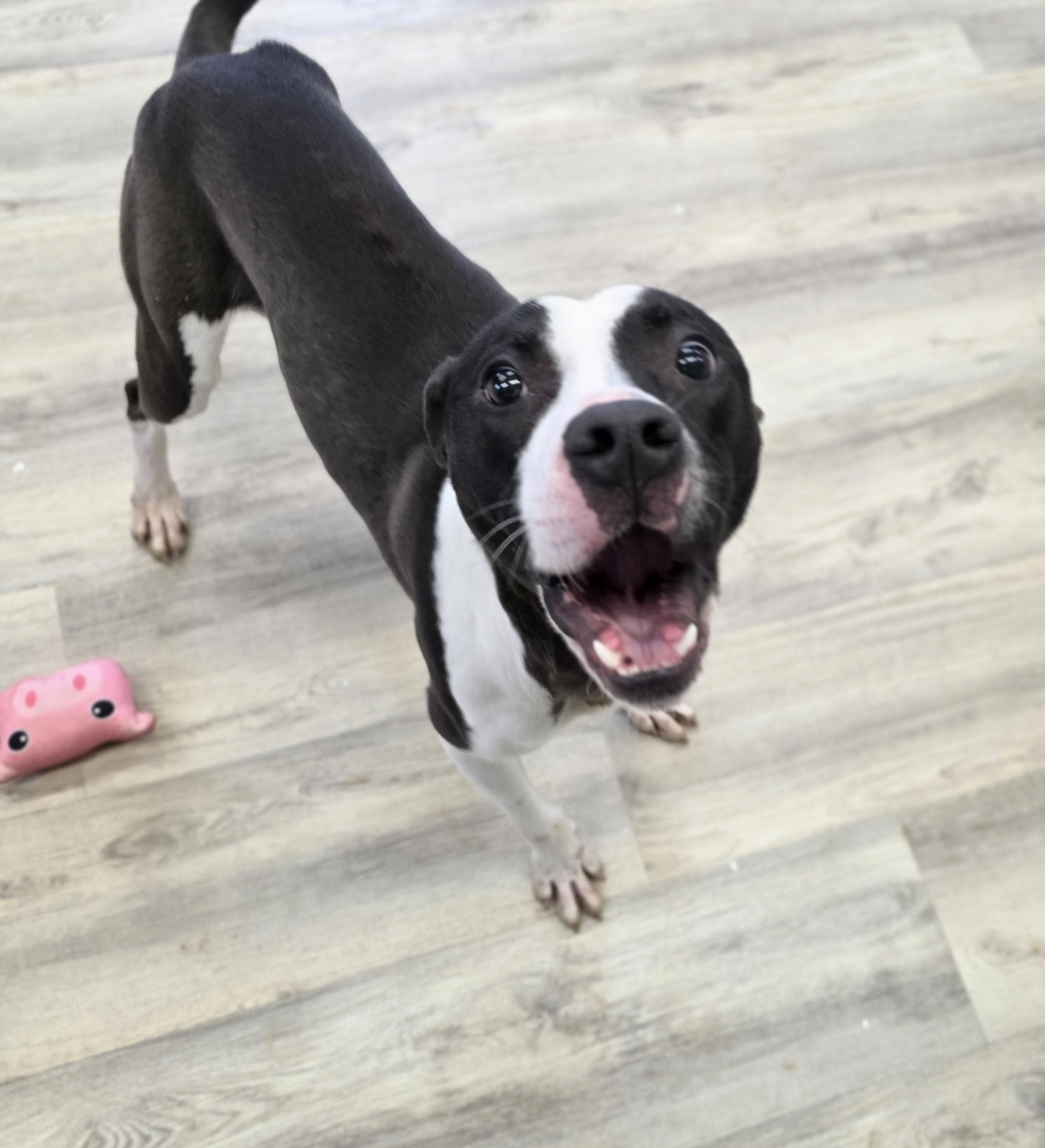 Enlarge Banks, a ADOPTABLE Mixed Breed in PHILADELPHIA, TN image 1/2