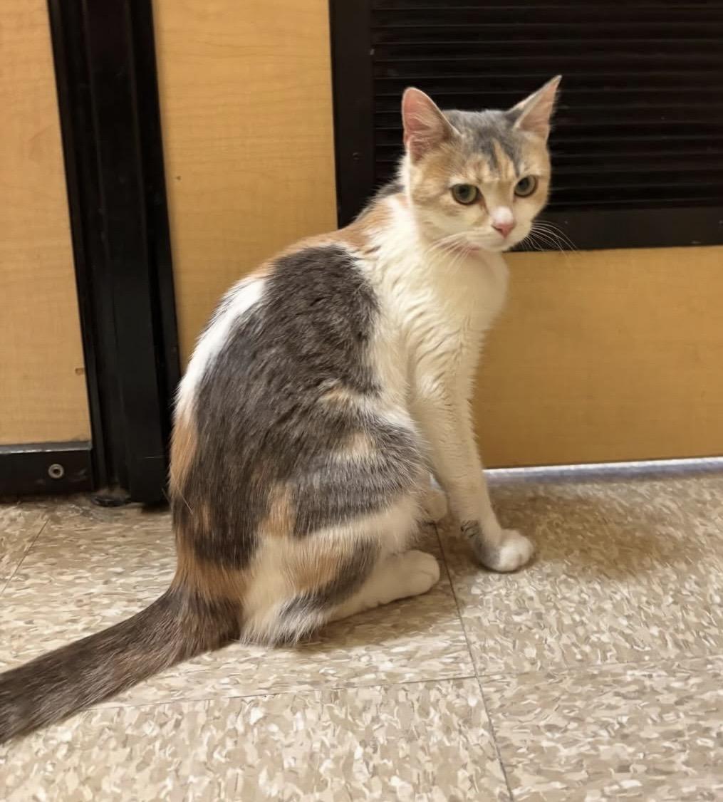 PHOEBE.  #4159, adopted, Adult Female Dilute Calico.