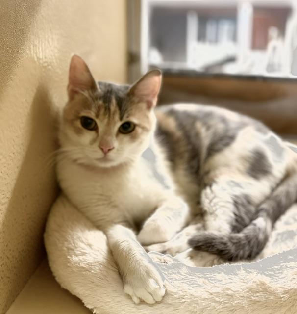 Enlarge PHOEBE.  #4159, an adopted Dilute Calico in Bethesda, MD image 2/4