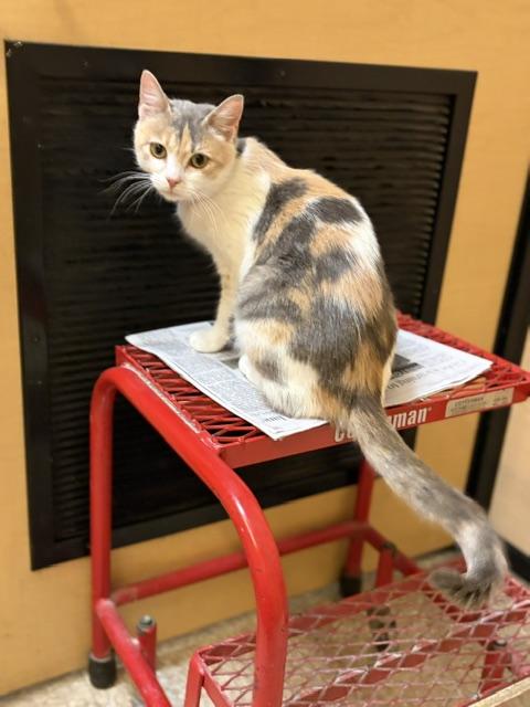 Enlarge PHOEBE.  #4159, an adopted Dilute Calico in Bethesda, MD image 3/4