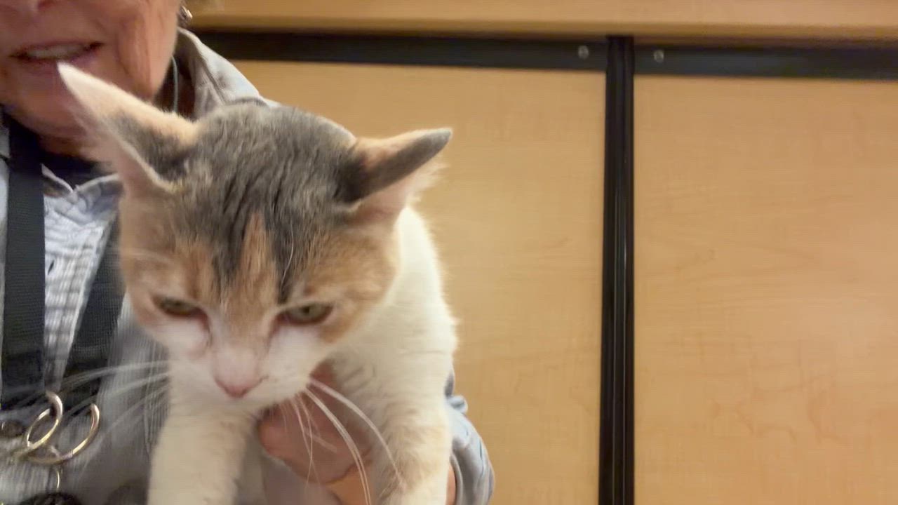 Enlarge PHOEBE.  #4159, an adopted Dilute Calico in Bethesda, MD video 4/4