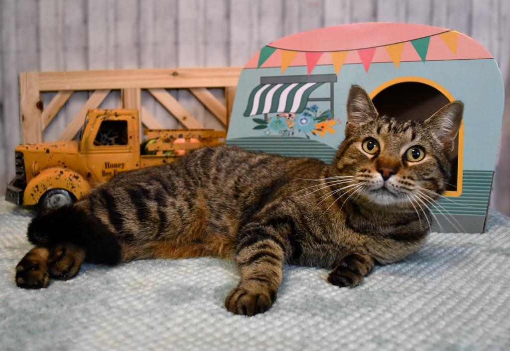 Elliott, Adoptable, Young Male Domestic Short Hair.