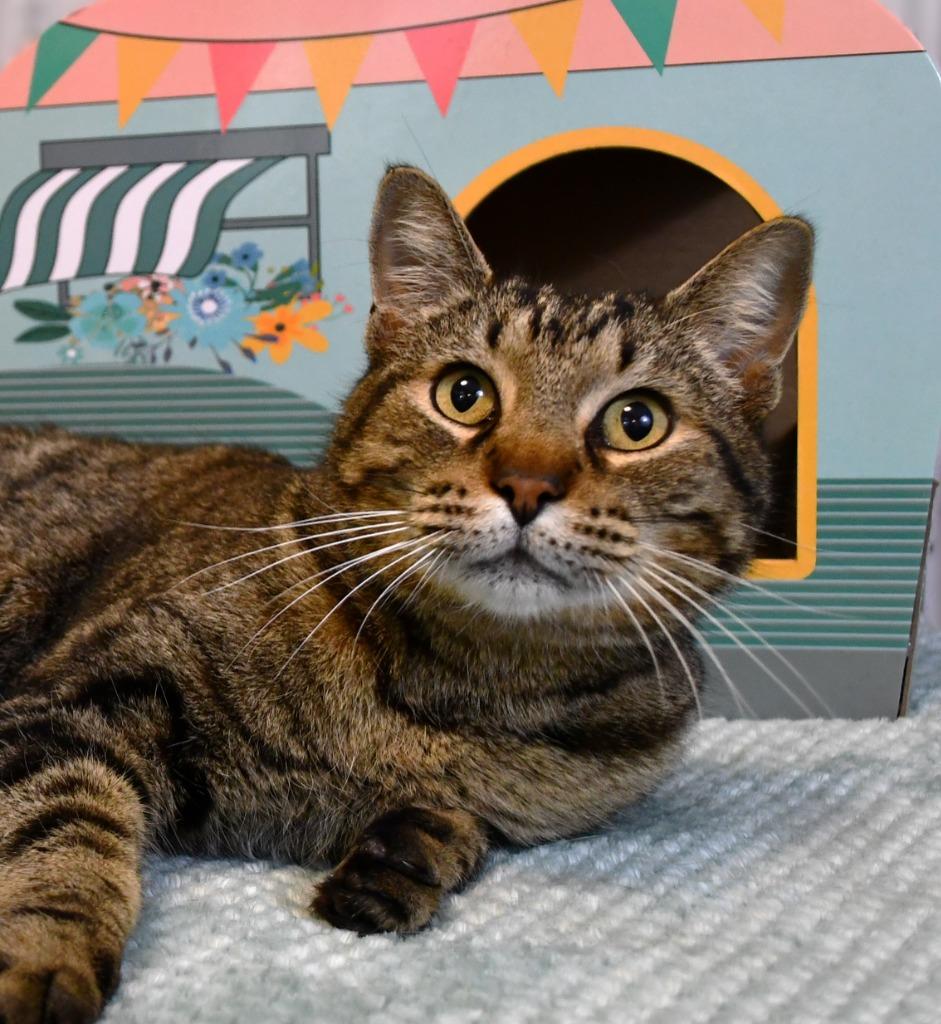 Enlarge Elliott, a Adoptable mixed breed in Roanoke, TX image 2/3