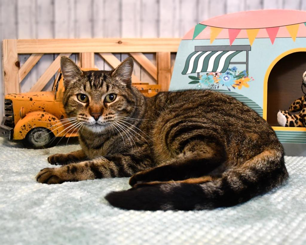 Enlarge Elliott, a Adoptable mixed breed in Roanoke, TX image 3/3