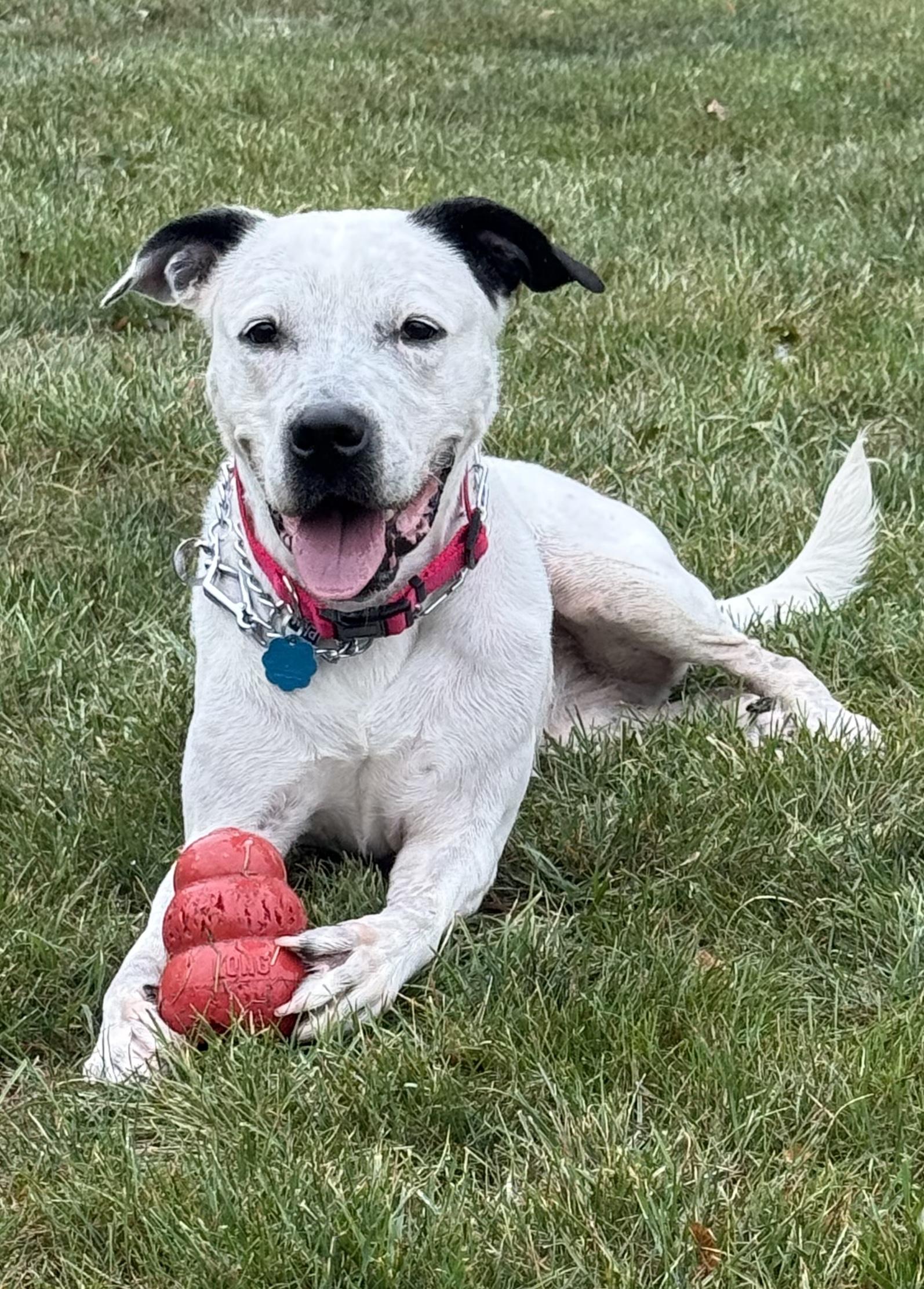 Princess, Adoptable, Adult Female Pit Bull Terrier.