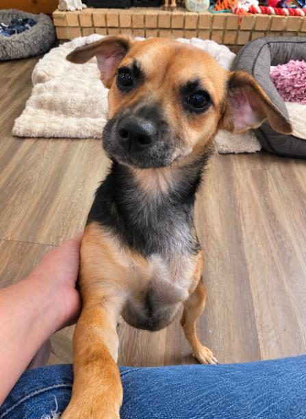 Enlarge Teeny in RI, a Adopted Mixed Breed in Cranston, RI image 1/1