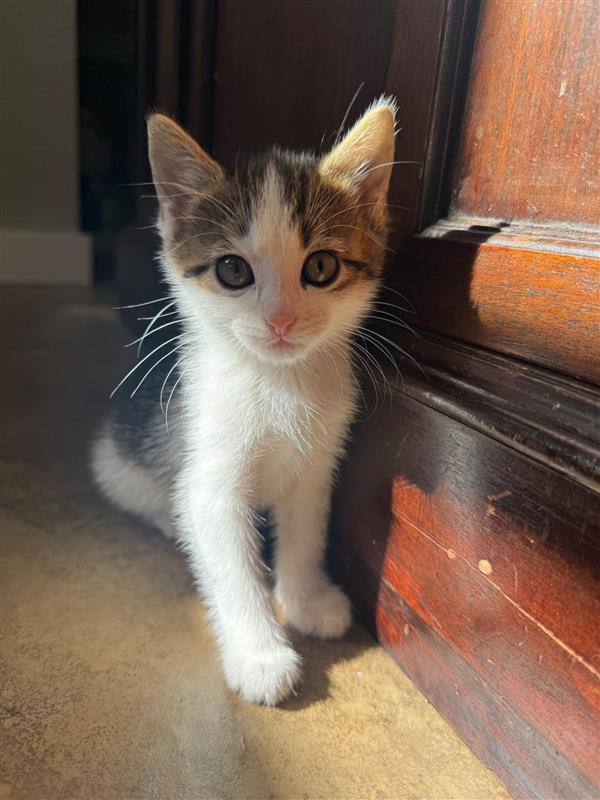 Enlarge Lula, a Adoptable mixed breed in Fayetteville, AR image 2/4