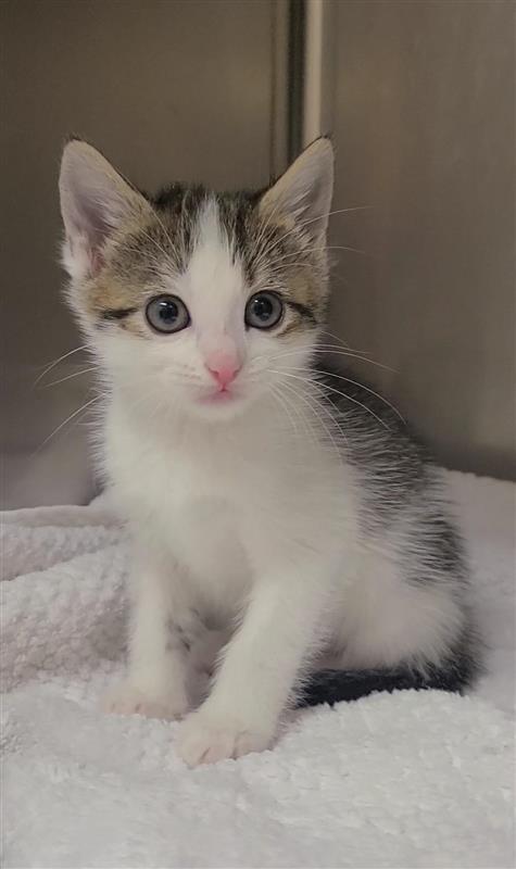 Enlarge Lula, a Adoptable mixed breed in Fayetteville, AR image 3/4