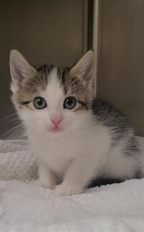 Enlarge Lula, a Adoptable mixed breed in Fayetteville, AR image 4/4