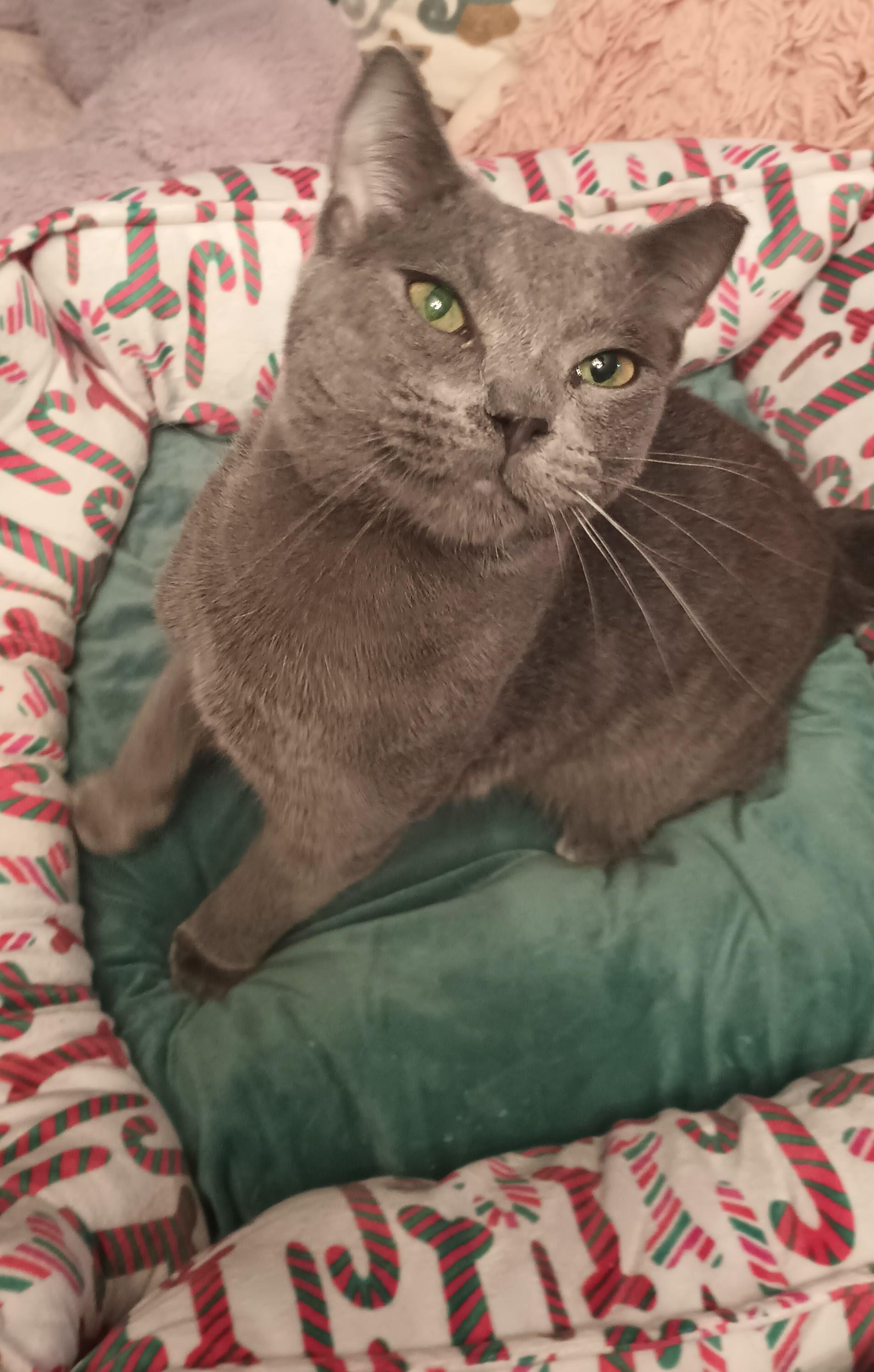 Emerson, Adopted, Adult Male Domestic Short Hair.