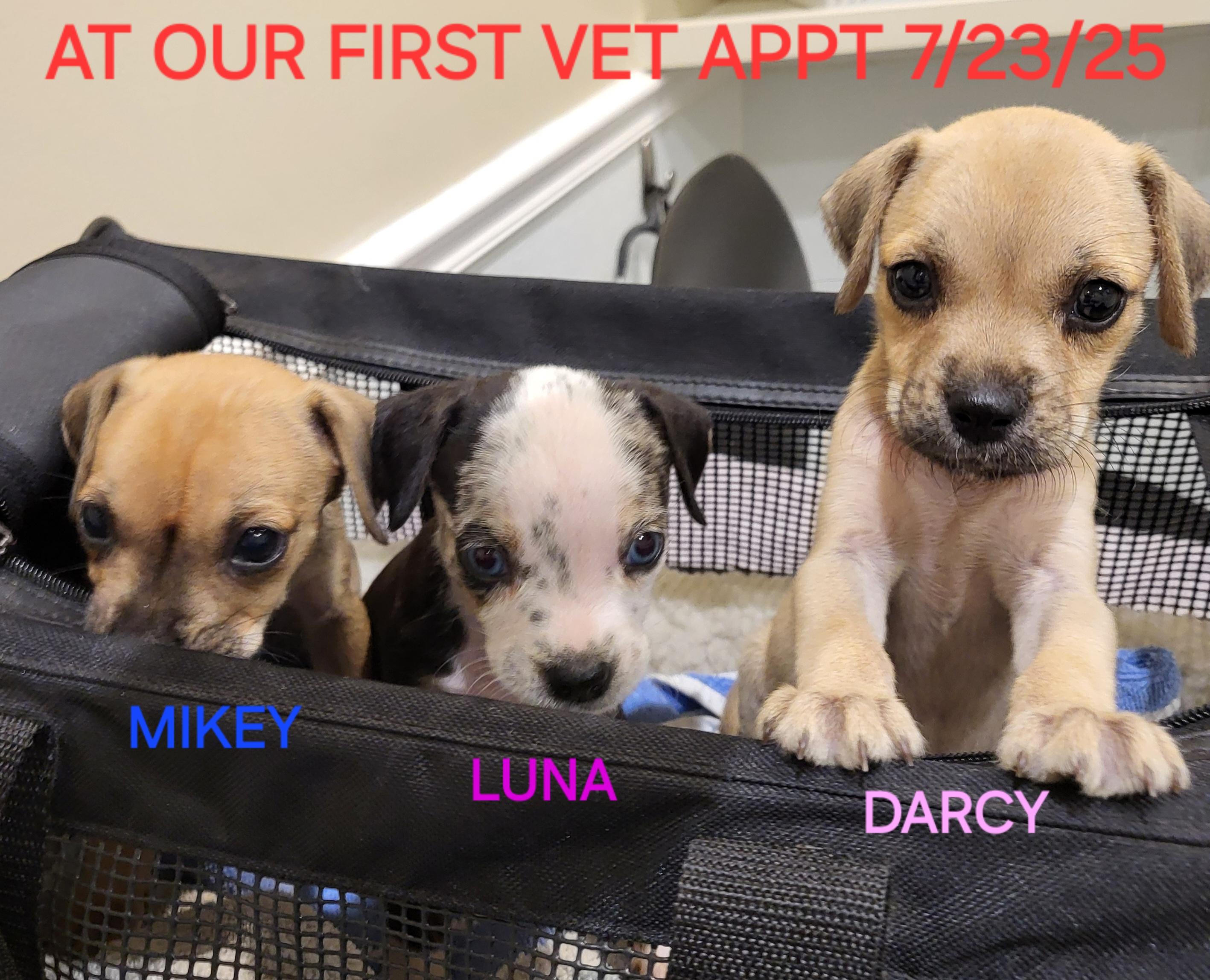 Enlarge Darcy, a Adopted mixed breed in Sarasota, FL image 5/6