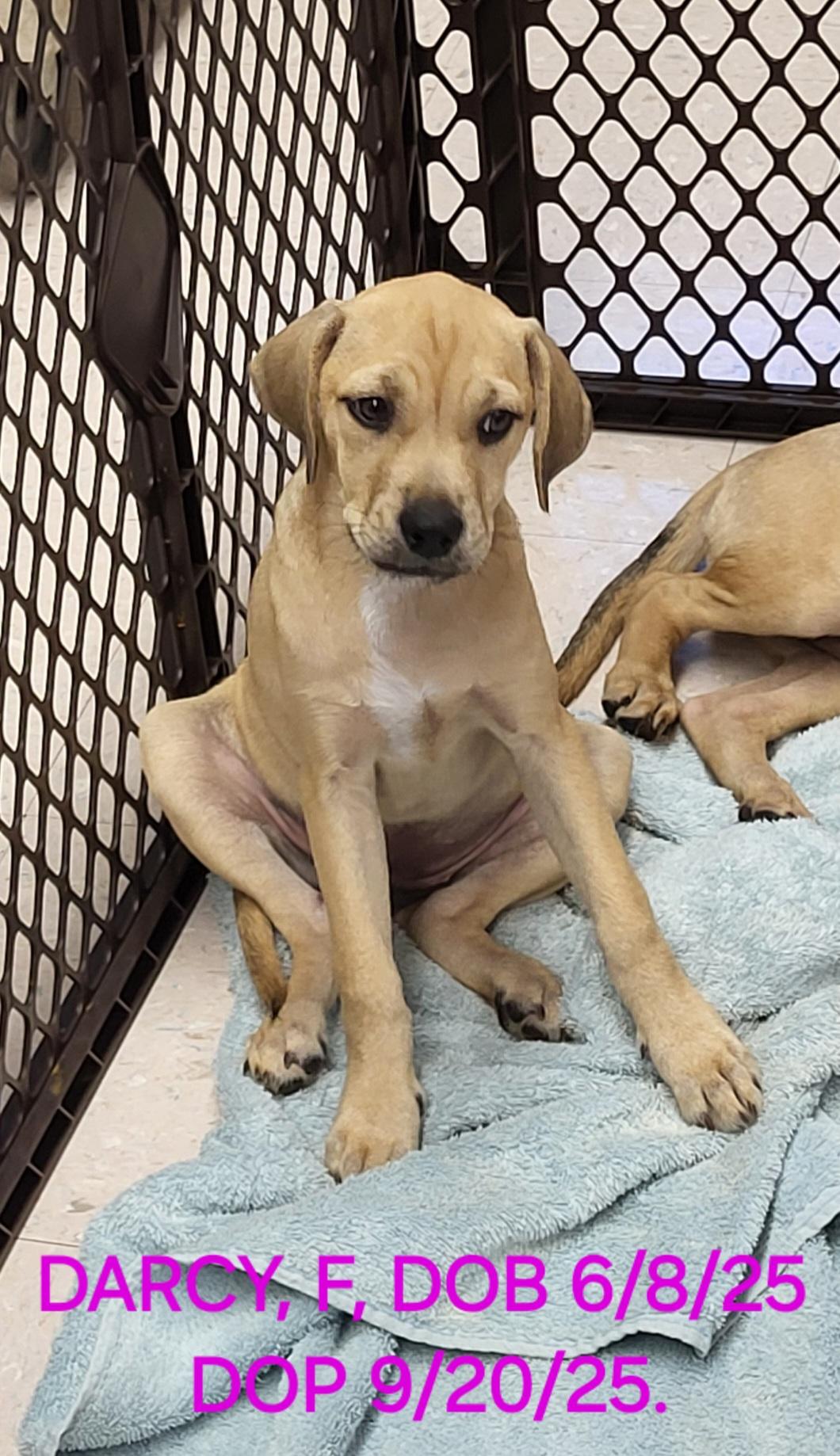 Darcy, Adopted, Puppy Female Terrier.