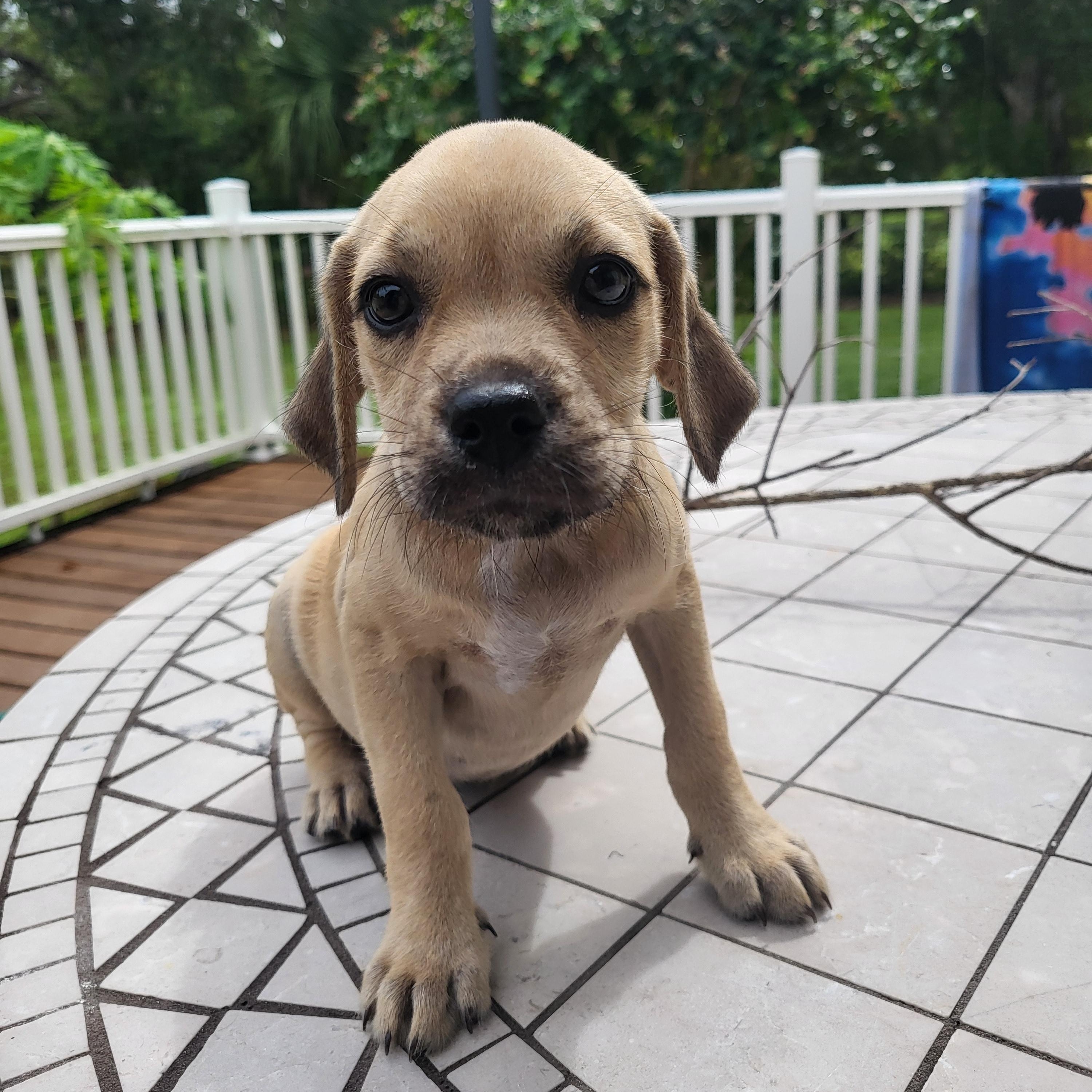 Enlarge Darcy, a Adopted mixed breed in Sarasota, FL image 2/6