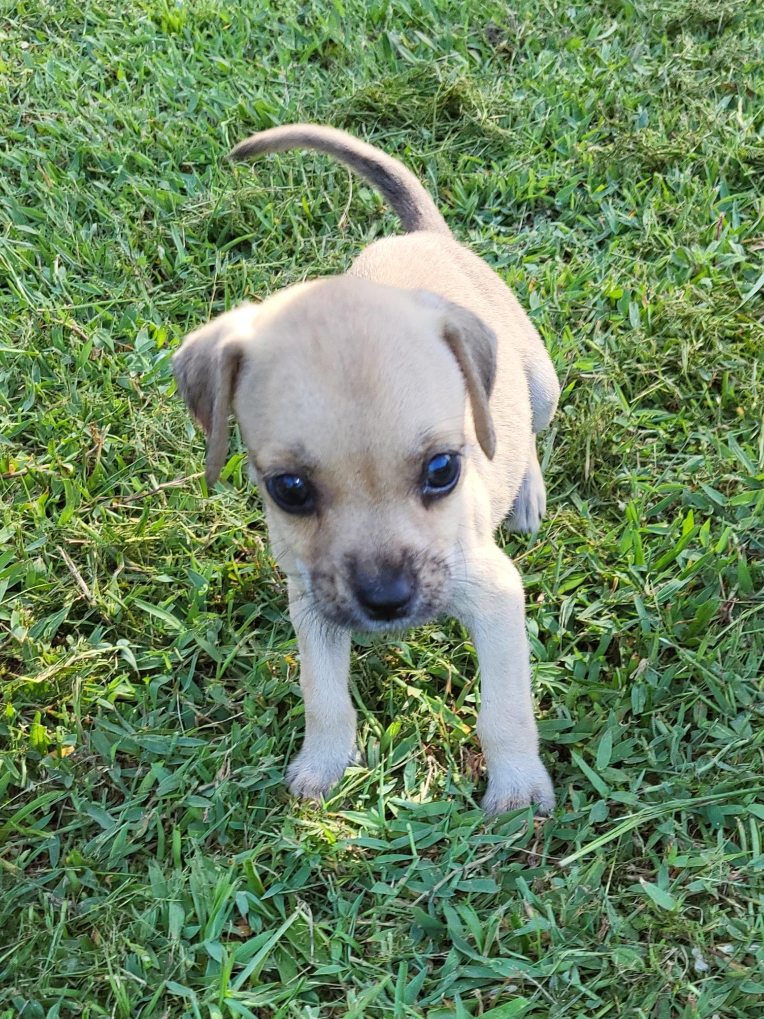Enlarge Darcy, a Adopted mixed breed in Sarasota, FL image 4/6