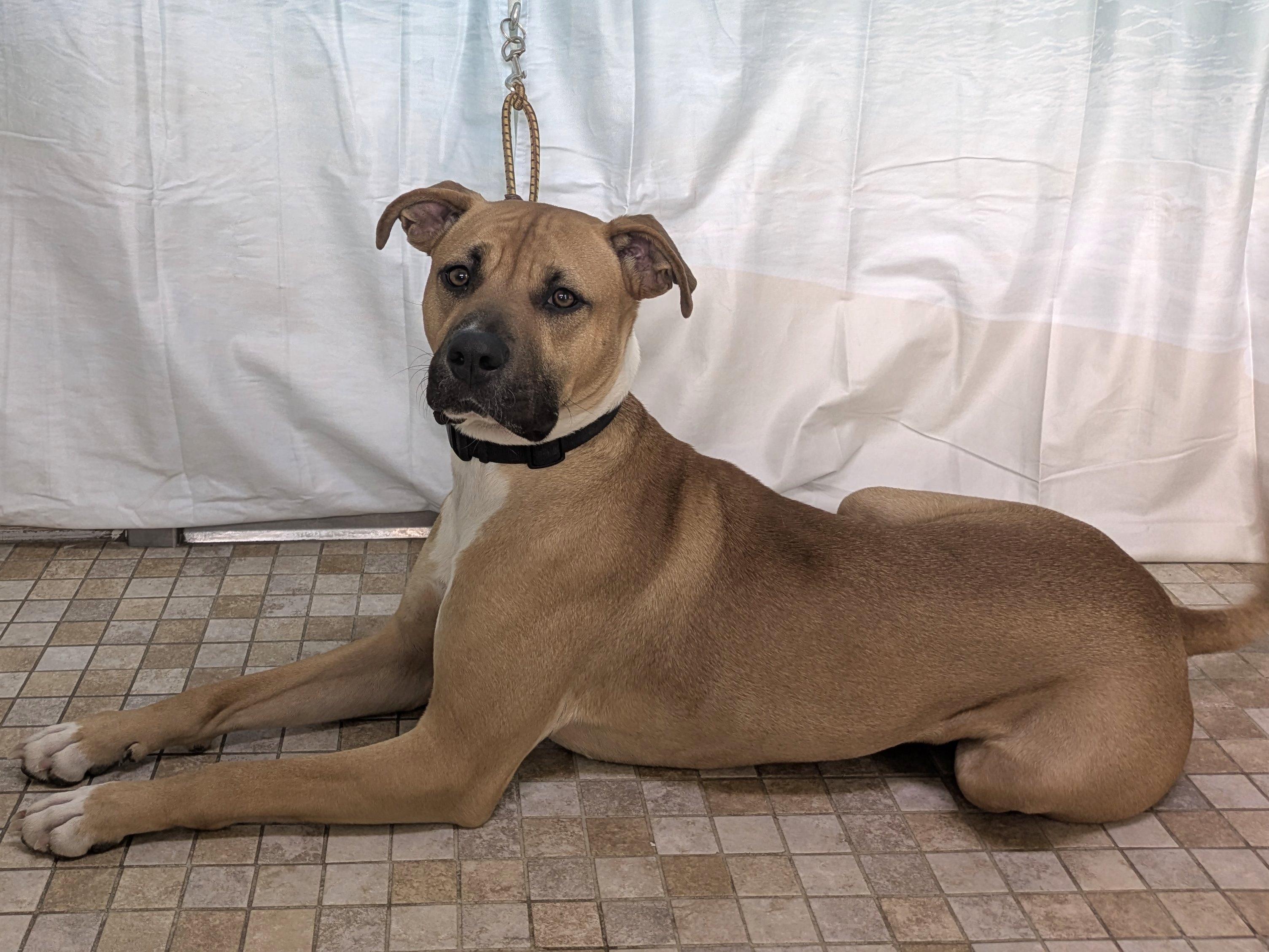 Enlarge Milo, a Adoptable mixed breed in Monroe, WA image 2/6