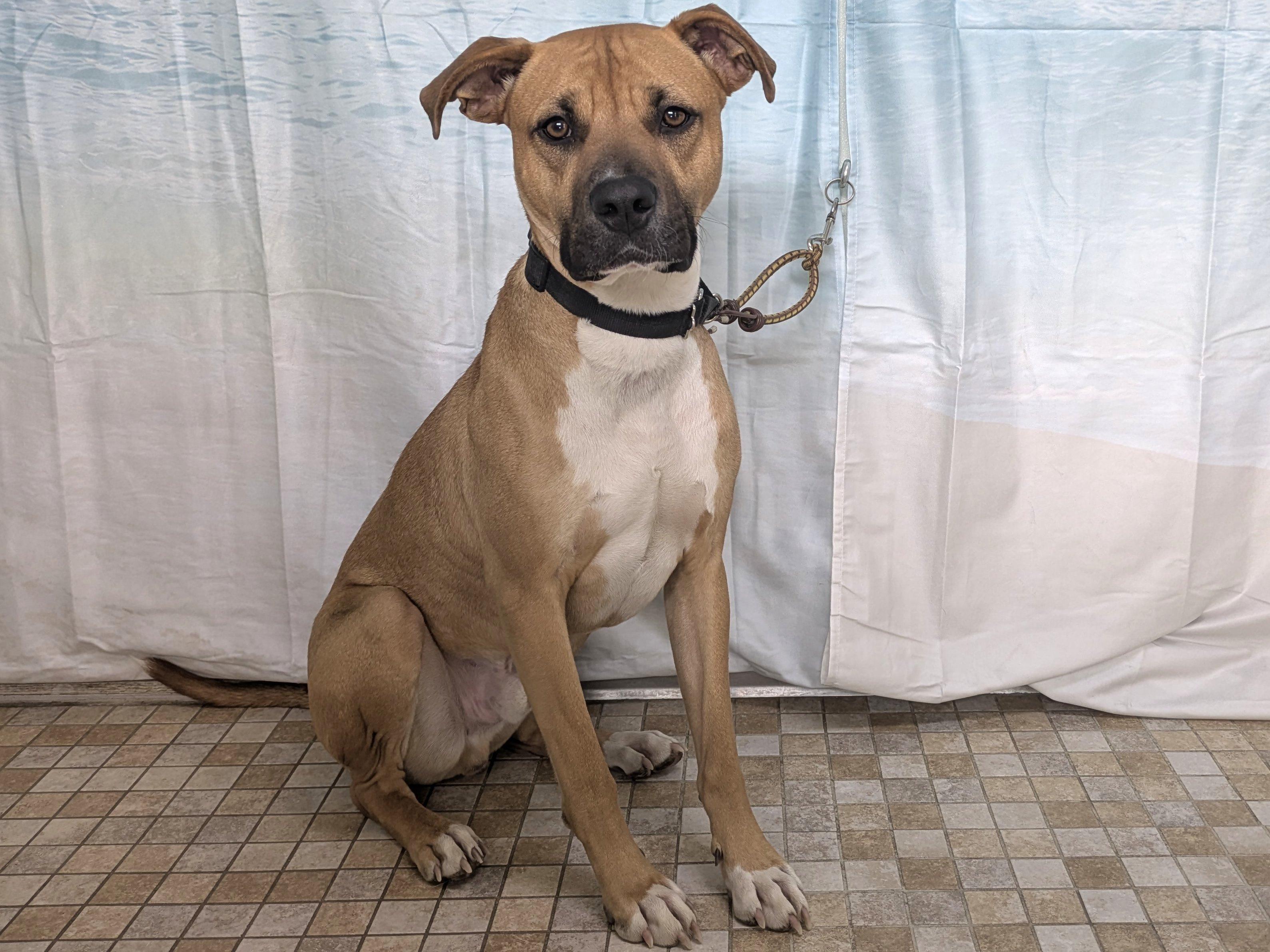 Enlarge Milo, a Adoptable mixed breed in Monroe, WA image 4/6