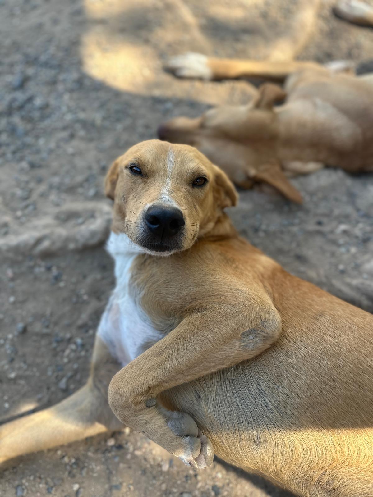 Buster, a Adoptable mixed breed in Los Angeles, CA image 4/6