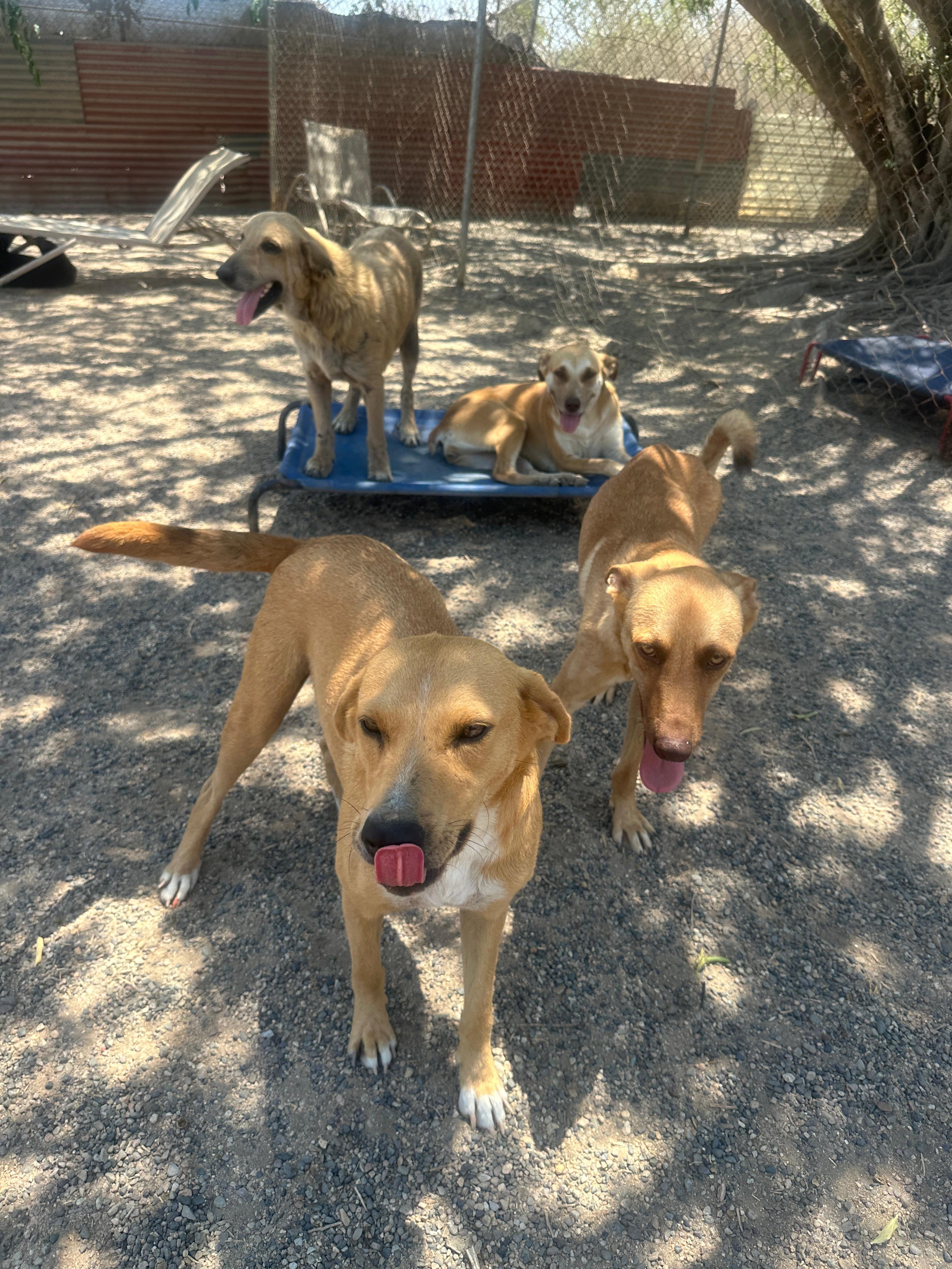 Buster, a Adoptable mixed breed in Los Angeles, CA image 3/6