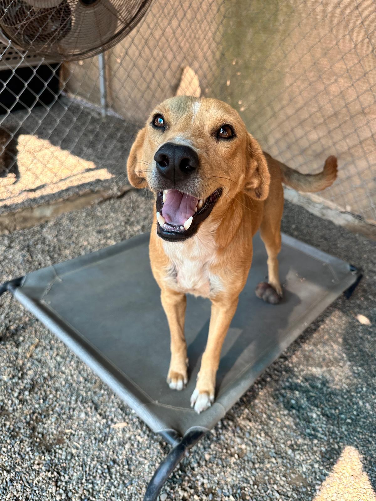 Buster, a Adoptable mixed breed in Los Angeles, CA image 5/6
