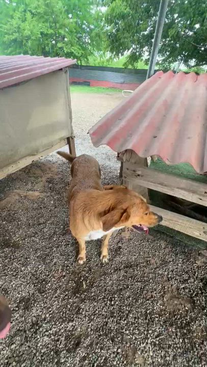 Enlarge Buster, a Adoptable mixed breed in Los Angeles, CA video 2/6