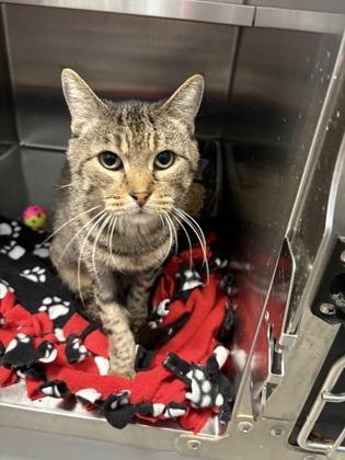 Fava, Adoptable, Adult Female Domestic Short Hair & Domestic Short Hair.