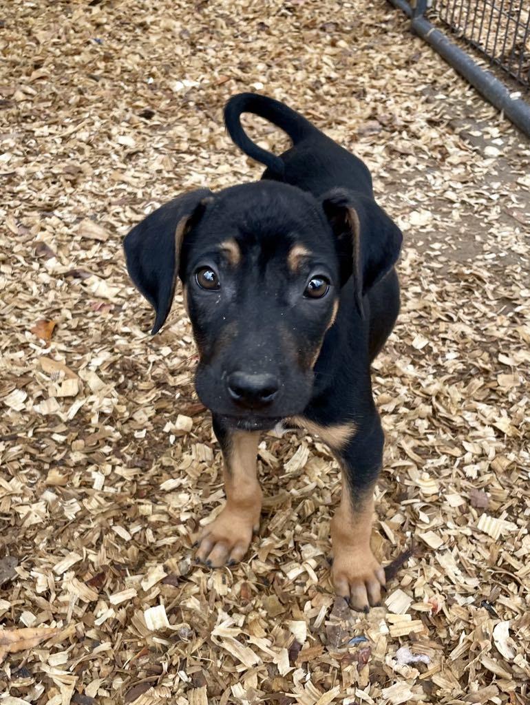 Wolverine thumbnail 2